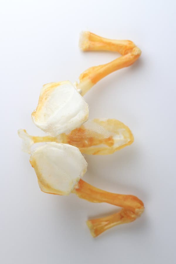 Skeletons frog bones in a laboratory. royalty free stock images