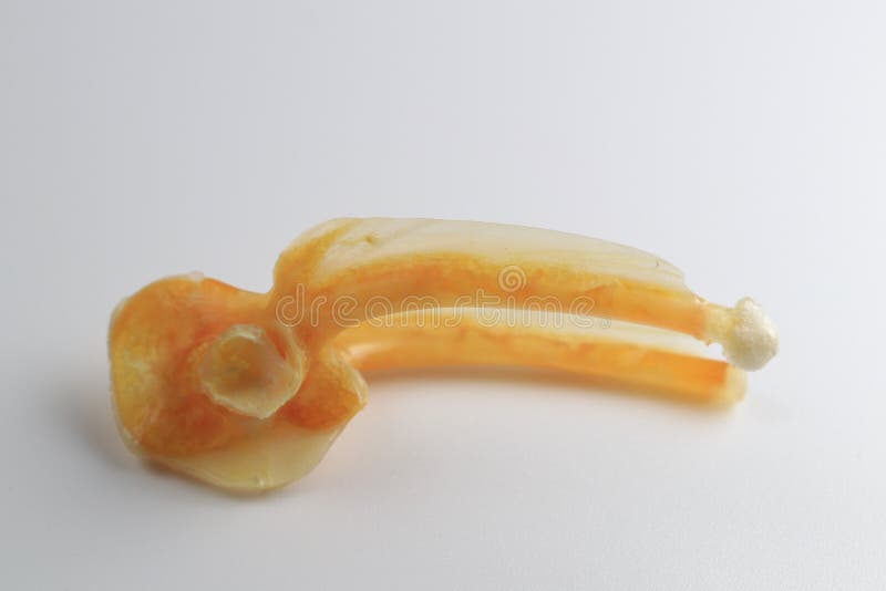 Skeletons frog bones in a laboratory. stock photo