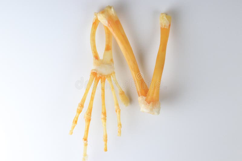 Skeletons frog bones in a laboratory. royalty free stock photos