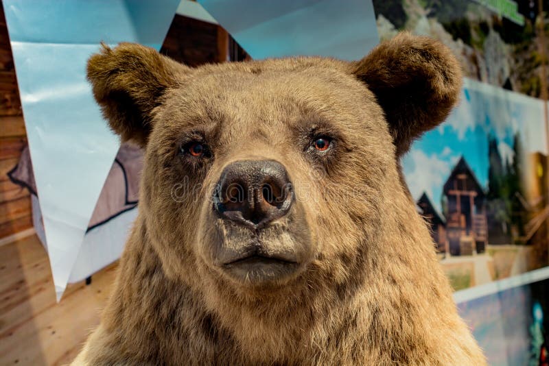 The Stuffed Big Brown Bear Head As Wild Animal Stock Image Image of
