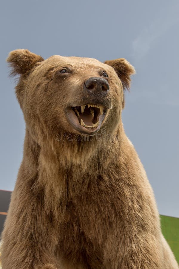 The Stuffed Big Brown Bear Head As Wild Animal Stock Photo Image of