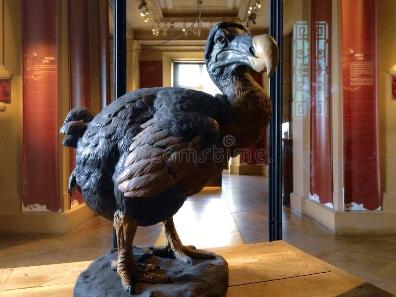 Dodo Bird Royalty-Free Images, Stock Photos & Pictures