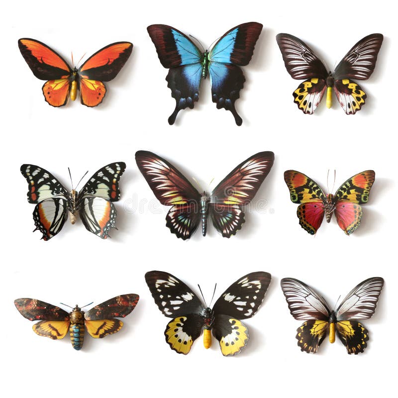 Stuffed insects Butterfly collection set