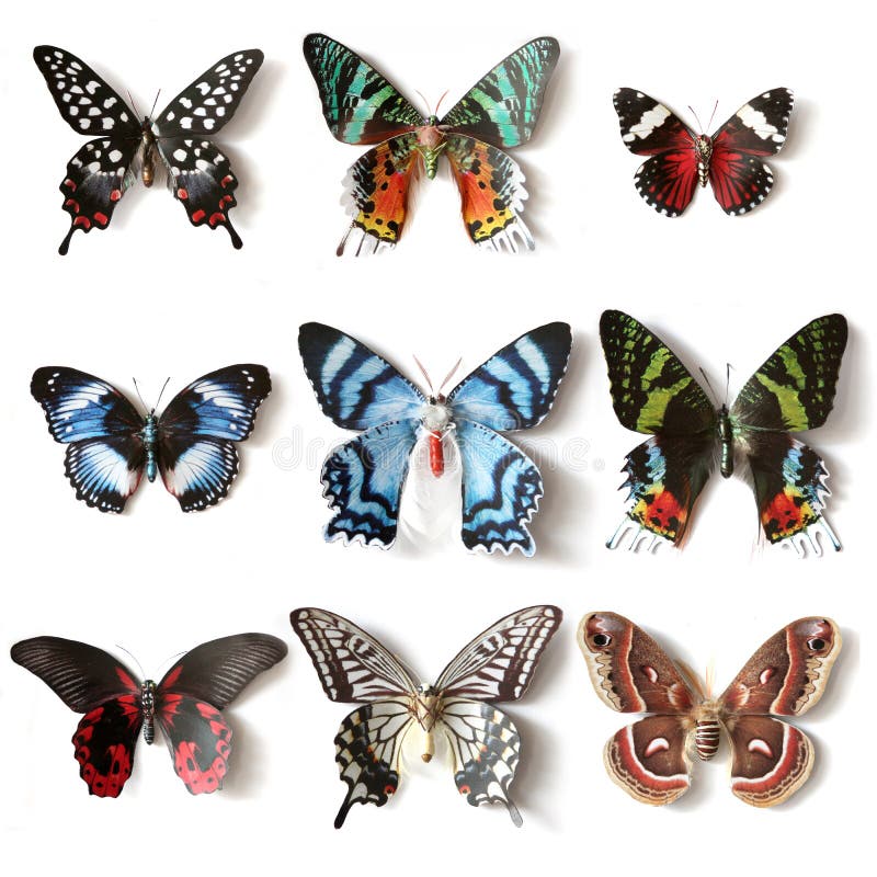 Stuffed insects Butterfly collection set