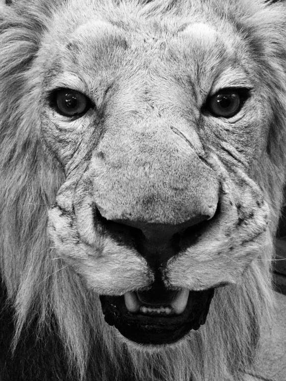 273 Stuffed Animal Lion Stock Photos Free & RoyaltyFree Stock Photos