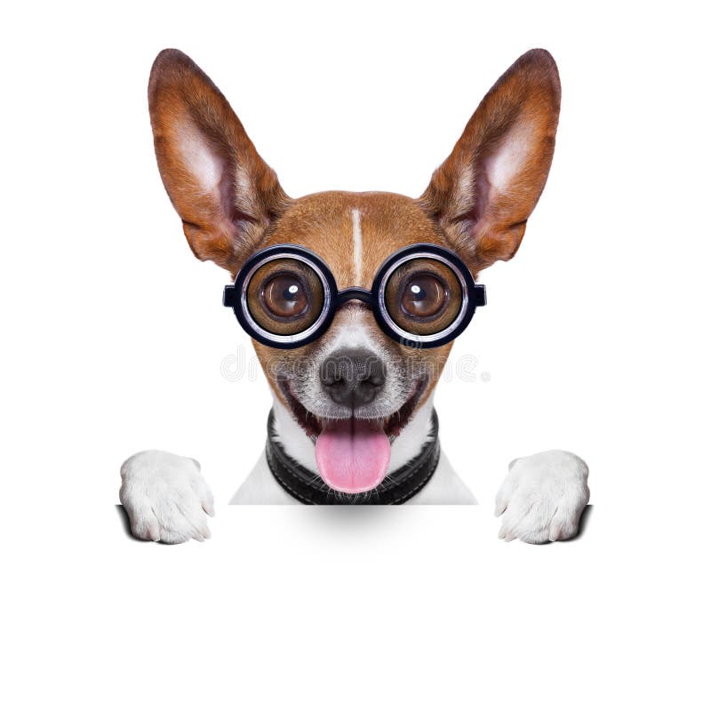 Stummer Dummer Hund Des Emoticon Oder Emoji Stockbild Bild von lustig