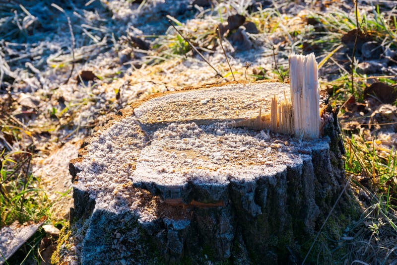 Stumn d'arbre cutted frais photos stock Stumn d'arbre cutted frais photos stock