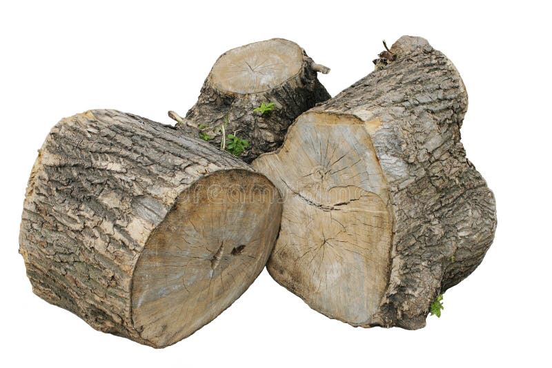 Stumps of large tree stock image