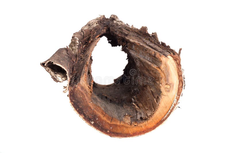 Stump avec un trou au centre d'isolement sur un fond blanc images libres de droits Stump avec un trou au centre d'isolement sur un fond blanc images libres de droits
