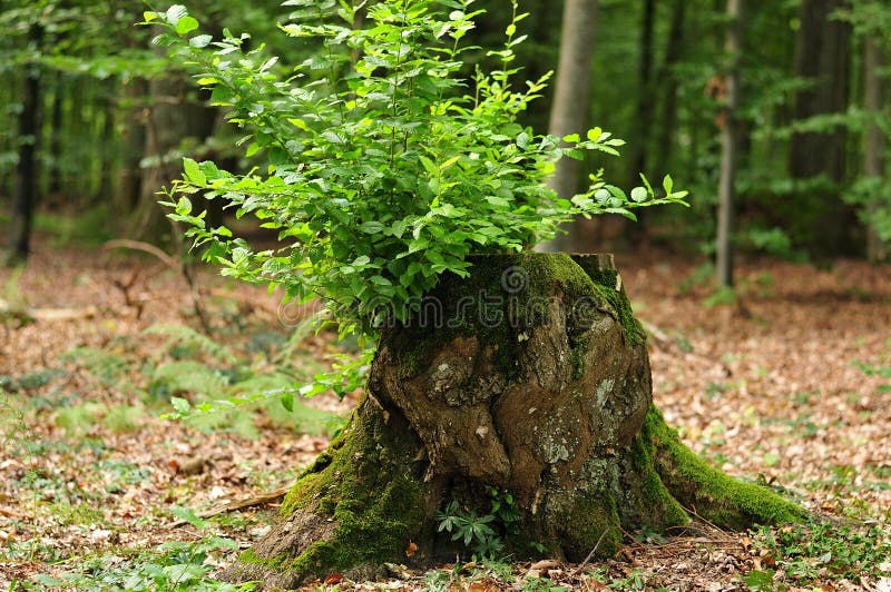 Fresh green branches growing out of tree stump