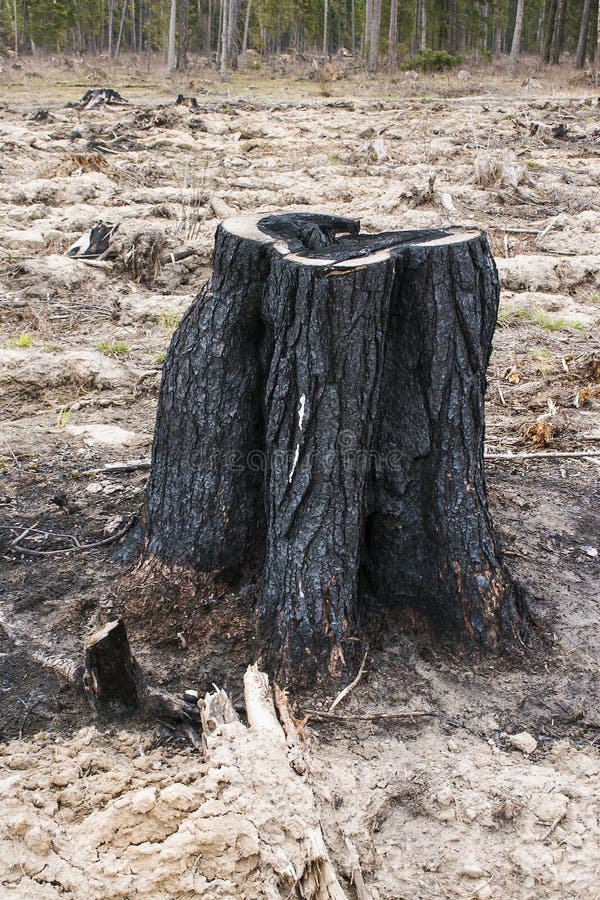 The Stump of the Burned Down Old Cut Tree Costs Burned Down in the