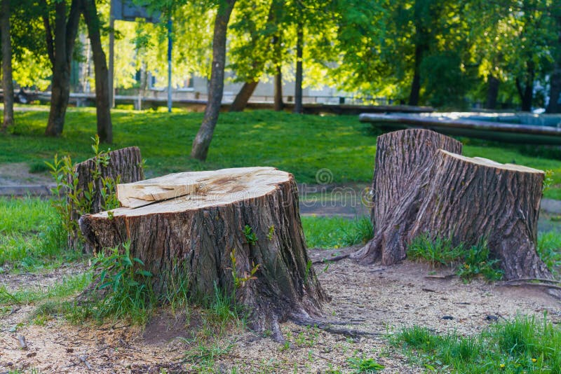 A stump from a huge tree in the park, cutting down trees in the summer stock photos