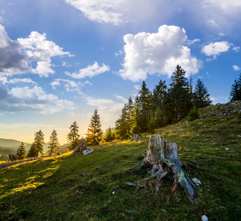 Stump infront of fir forest on hillside at sunrise