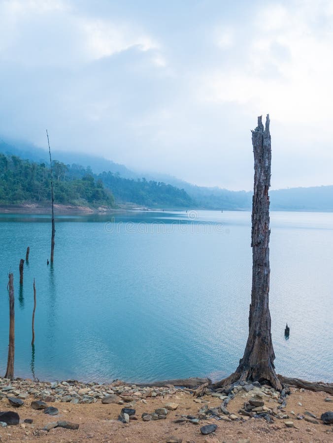 Stump in the lake stock image. Image of forest, calm 67600189