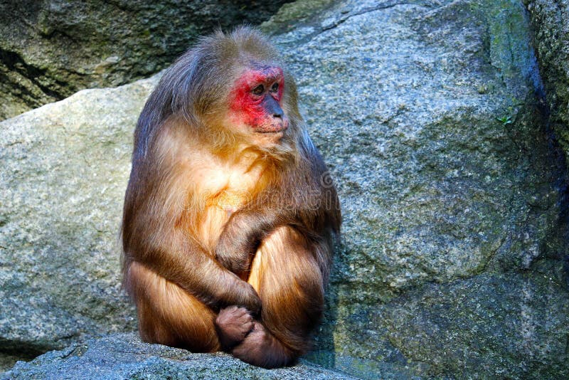 Stump-tailed macaque monkey (macaca arctoides) with a red face sitting on a rock in the sun stock images Stump-tailed macaque monkey (macaca arctoides) with a red face sitting on a rock in the sun stock images