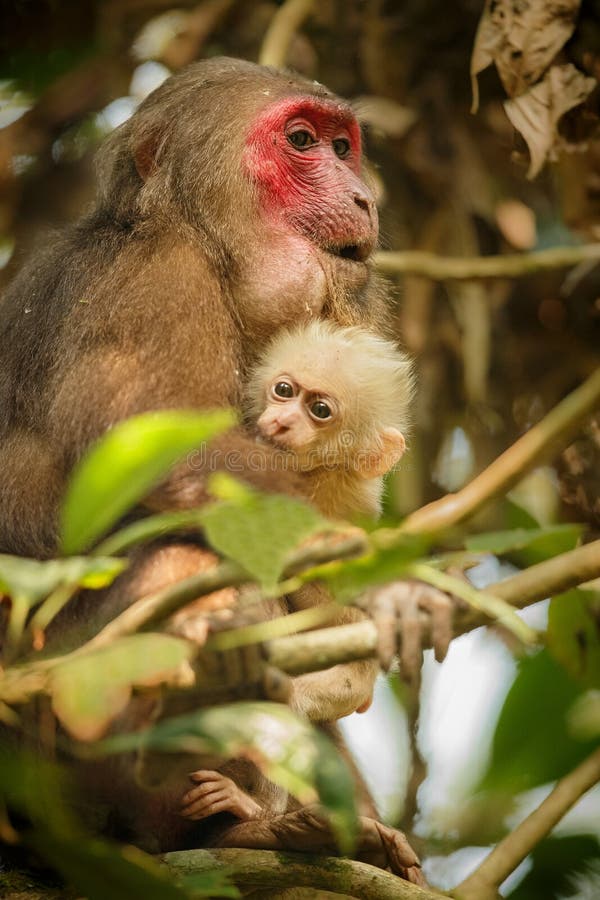 Stump-tailed macaque with a red face in green jungle stock photos Stump-tailed macaque with a red face in green jungle stock photos