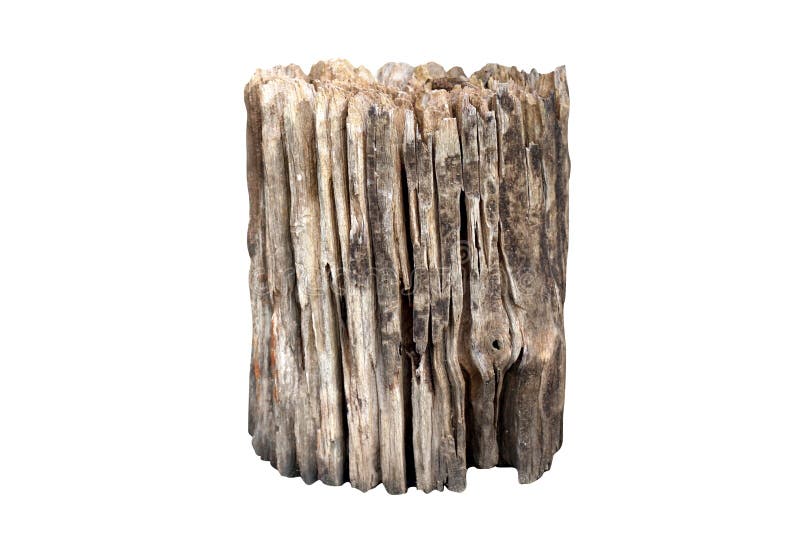 Stump, vecchi ceppi, decadimento di legno sul fuoco selettivo isolato del fondo bianco