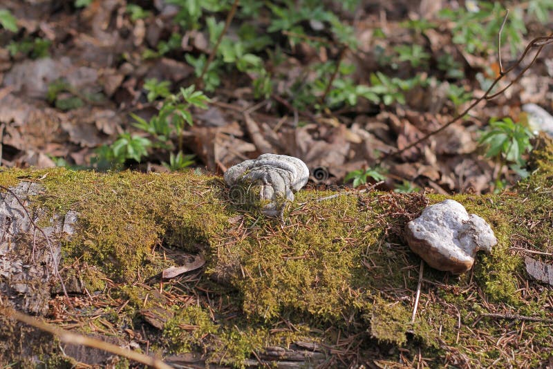 Stumpf im Wald überwältigt mit Moos stockbild Stumpf im Wald überwältigt mit Moos stockbild