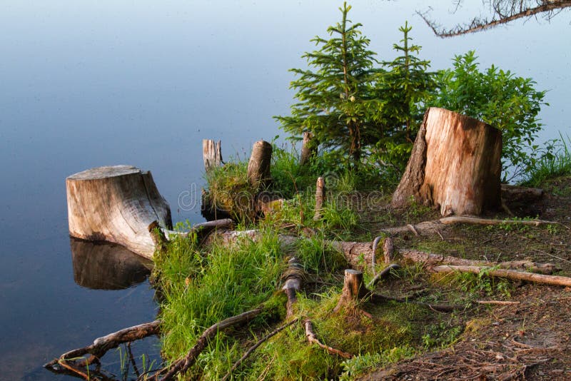 July on Grand Mesa. Stumps and lake. Grand Mesa in Western Colorado, is known as the world’s largest flat top mountain. Over 10,000 feet high, the area has stock photo July on Grand Mesa. Stumps and lake. Grand Mesa in Western Colorado, is known as the world’s largest flat top mountain. Over 10,000 feet high, the area has stock photo