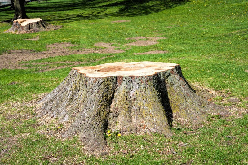 Stumps of trees felled