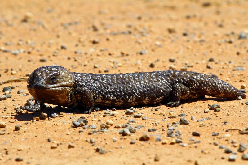 Stumpy tailed lizards (Tiliqua rugosa) abound in rural Australia