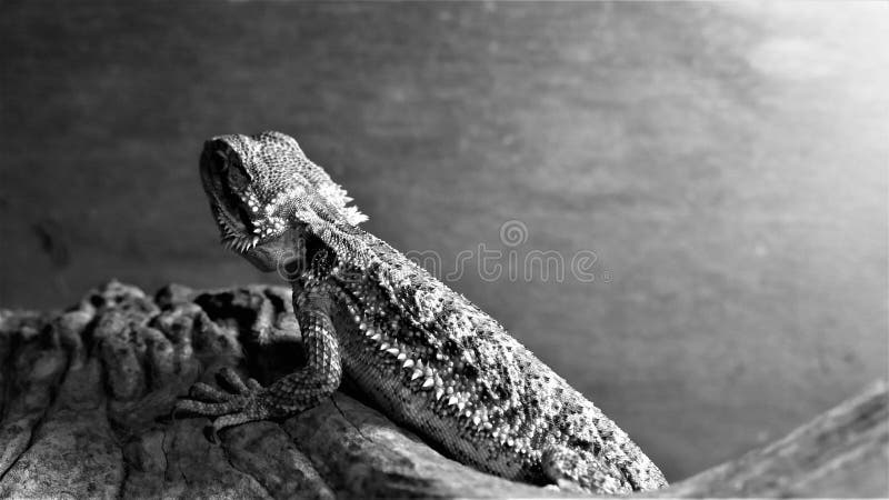 Stunning Bearded Dragon in Black and White Stock Photo - Image of