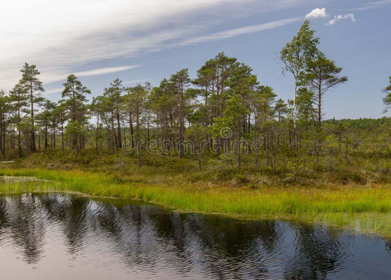 Stunning bog views. beautiful clouds. View of the beautiful nature in the swamp - pond, pines, moss. Sunny day. a typical West- stock photo