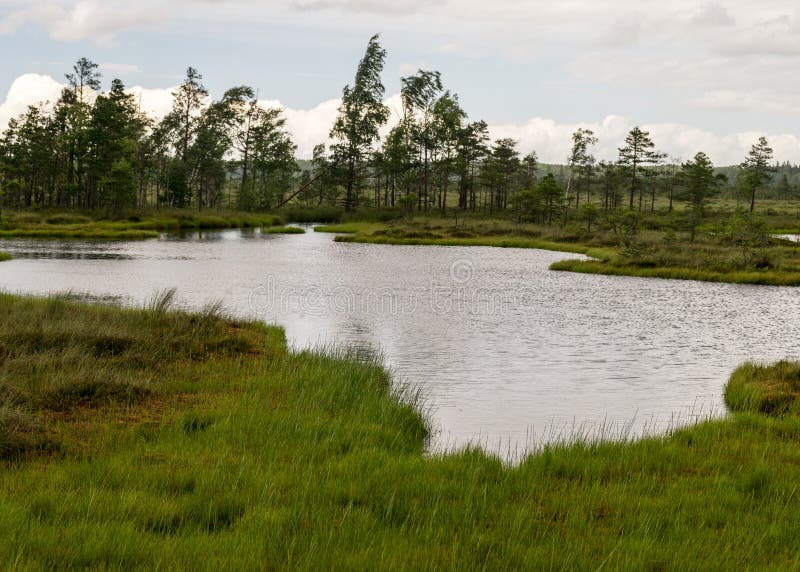 Stunning bog views. beautiful clouds. View of the beautiful nature in the swamp - pond, pines, moss. Sunny day. a typical West- stock photography