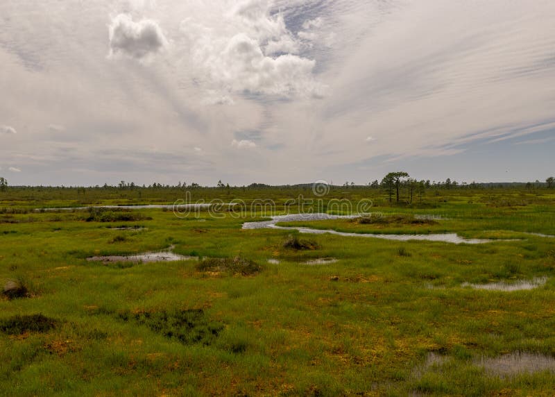 Stunning bog views. beautiful clouds. View of the beautiful nature in the swamp - pond, pines, moss. Sunny day. a typical West- royalty free stock images