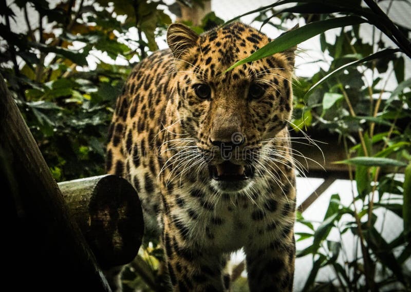Stunning closeup of leopard looking into the camera in its natural habitat royalty free stock images
