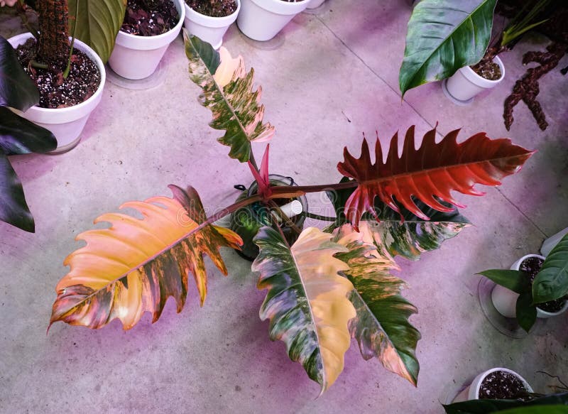 Stunning Color and Variegated Leaves of Philodendron Caramel Marble