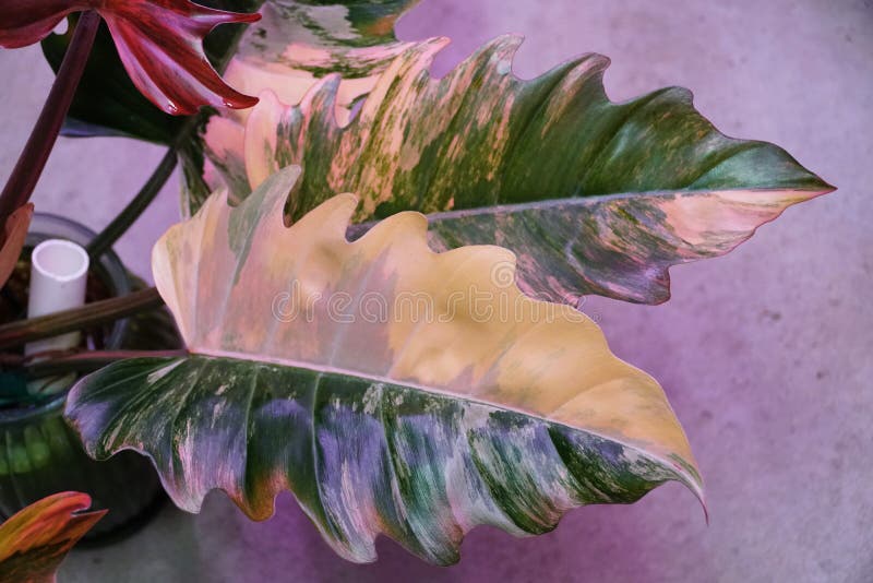 Stunning Color and Variegated Leaves of Philodendron Caramel Marble