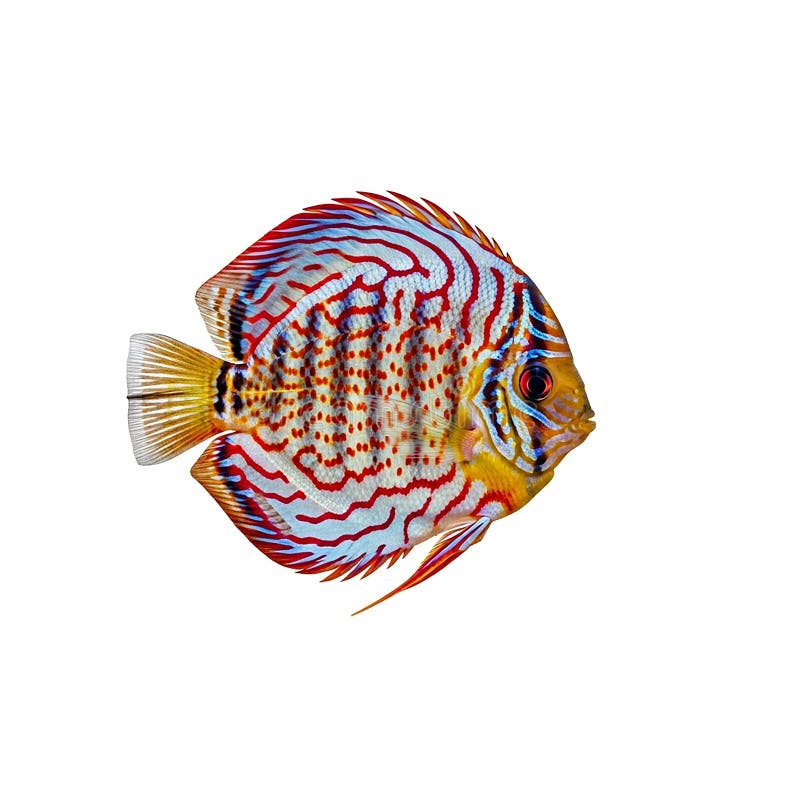 Vibrant Discus Fish on White Background stock illustration