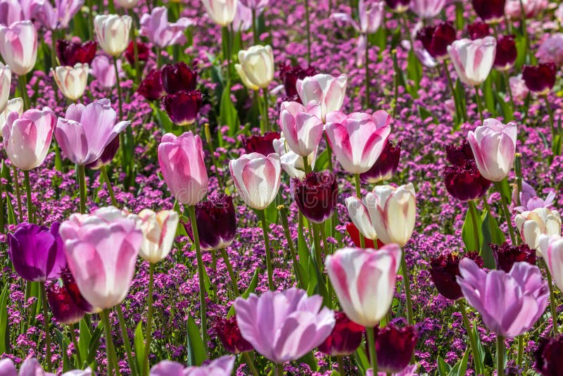 Stunning Display of Tulips royalty free stock photos