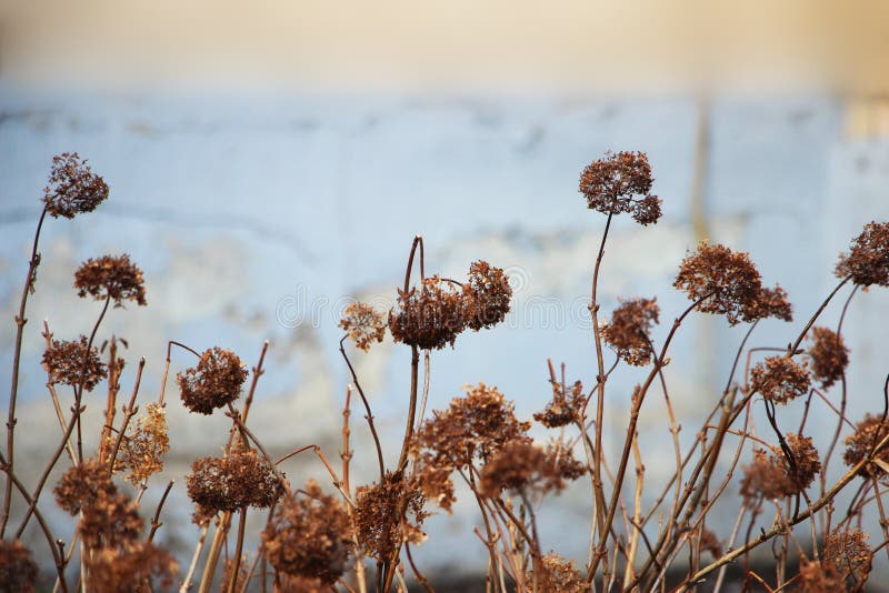Stunning Dried Hydrangea Hortensia Flowers Processed for Vintage Look