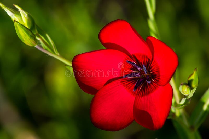 Early Morning Shot of a Single Red Drummond Phlox Wildflower