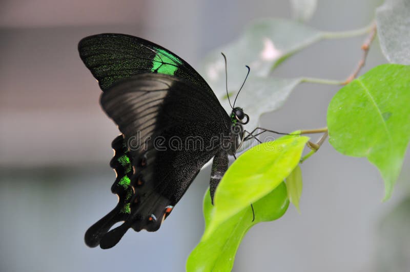 The emerald swallowtail (papilio palinarus) side view resting on a leaf. The emerald swallowtail (papilio palinarus) side view resting on a leaf.