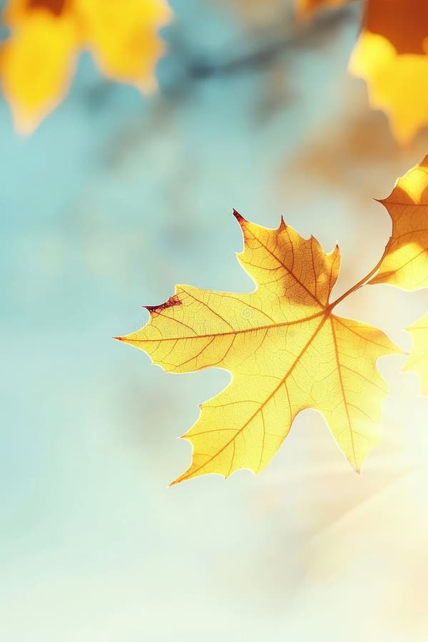 Stunning Golden Maple Leaf Glows in Autumn Sunlight Against a Bright Blue Sky Background stock illustration