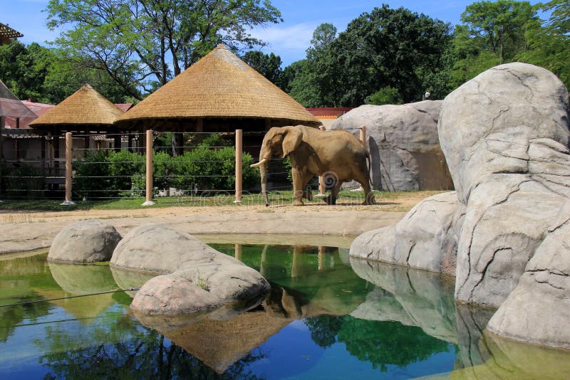 Stunning image of large elephant in natural habitat,Cleveland Zoo,Ohio,2016