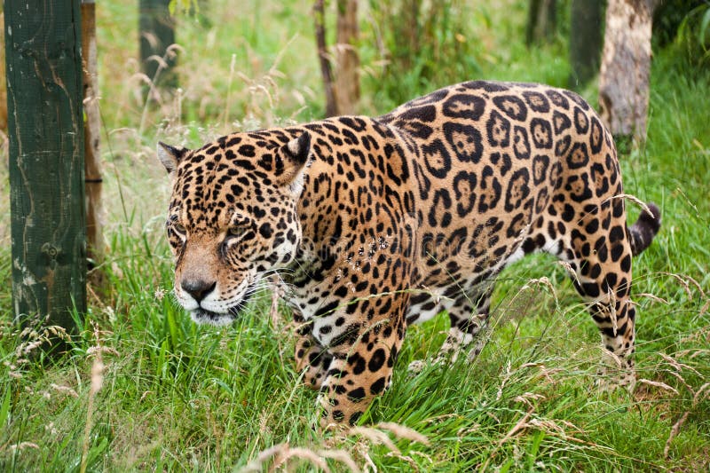 Stunning jaguar Panthera Onca prowling