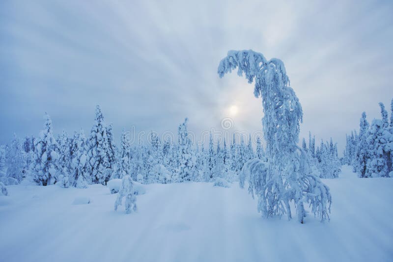 Stunning Lapland pustkowie w zimie
