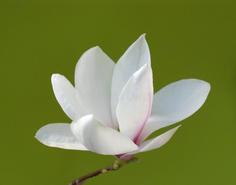 Stunning magnolia flower