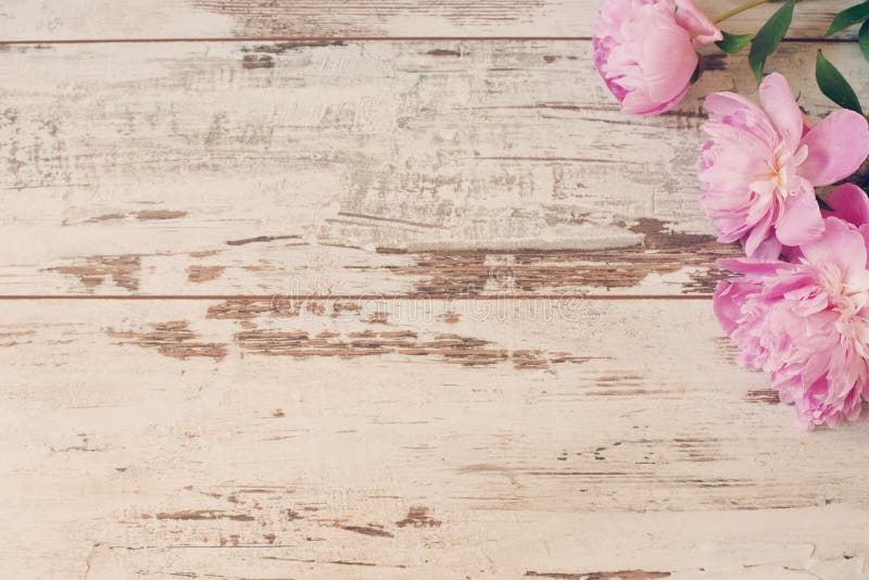 Stunning pink peonies on white light rustic wooden background. Copy space, floral frame. Vintage, haze looking. Wedding car royalty free stock photos Stunning pink peonies on white light rustic wooden background. Copy space, floral frame. Vintage, haze looking. Wedding car royalty free stock photos