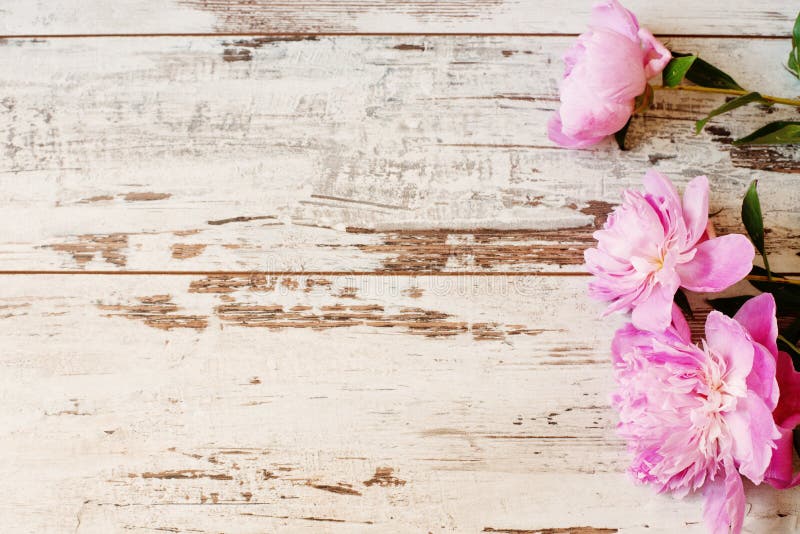 Stunning pink peonies on white light rustic wooden background. Copy space, floral frame. Vintage, haze looking.
