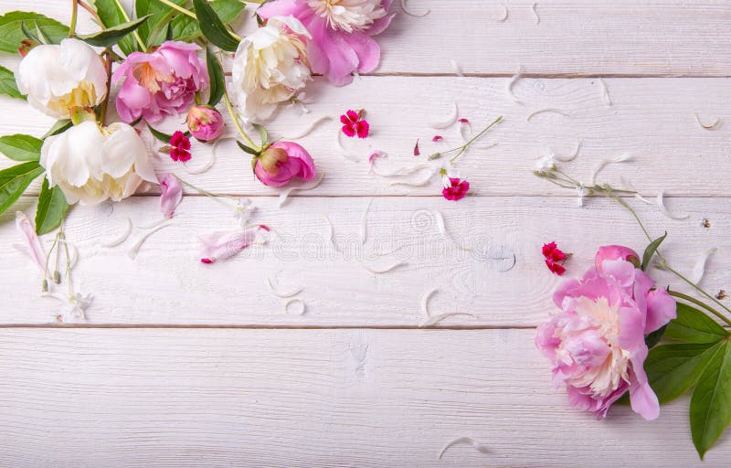 Stunning pink peonies on white rustic wooden background. Copy space royalty free stock photo Stunning pink peonies on white rustic wooden background. Copy space royalty free stock photo