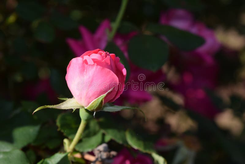 Stunning Pink Rose Bud Bloom Stock Photo Image Of Large Detailed