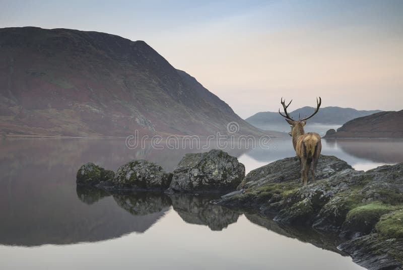 stunning powerful red deer stag looks out across lake towards mo beautiful mountain landscape in autumn scene