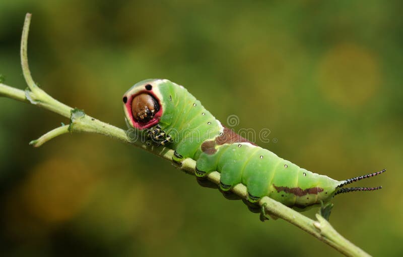 A stunning Puss Moth Caterpillar Cerura vinulais perching on a twig in woodland .
