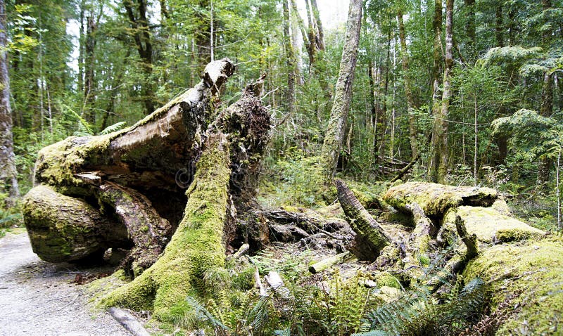 Stunning rainforests in the Franklin National Park of Tasmania - Australia