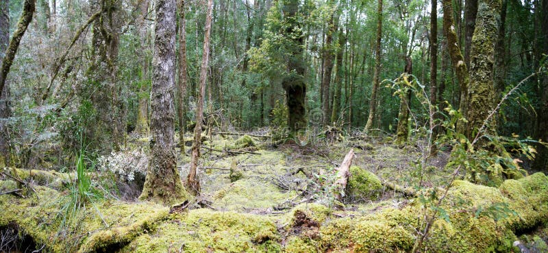 Stunning rainforests in the Franklin National Park of Tasmania - Australia